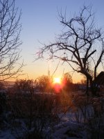 Bild Baum im Winter
