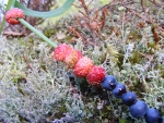 Beeren
