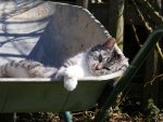 Katzenbild