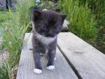 unsre Katze